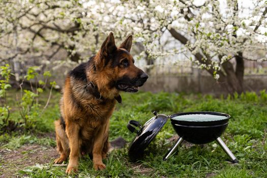 The meat is cooked on a barbecue. A beautiful German shepherd on the grass. Rest at home. Pets. B-B-Q.