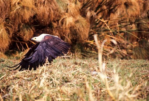 African Fish Eagle - Haliaeetus vocifer, Shakawe - Okavango River, Botswana, Africa