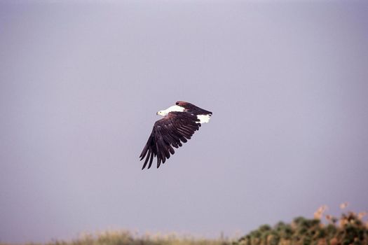 African Fish Eagle - Haliaeetus vocifer, Shakawe,  Okavango River, Botswana, Africa