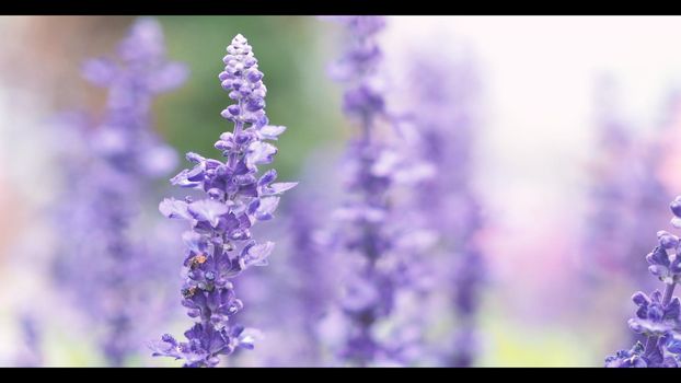 Lavender flower are bright and colorful violet color blooming and fragrancing with sunlight outdoor at Furano district Hokkaido north part of Japan in summer season mid of August 