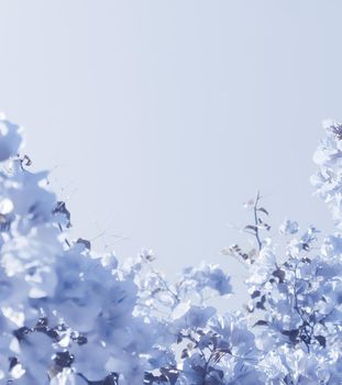 Flower background, spring nature and botanical beauty concept - Blue floral composition