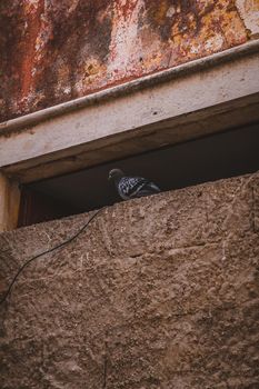 Pigeon resting in building site. High quality photo