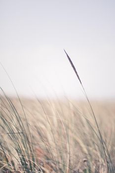 Nature background, environmental and agriculture concept - Rural field, a day in countryside