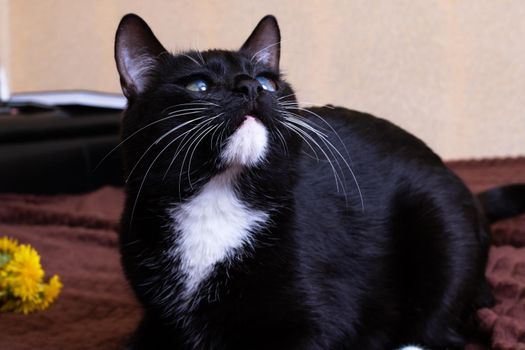 Black kitten with a dandelion on the bed close up