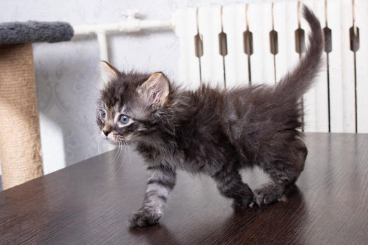 Small gray kitten on a wooden table close up