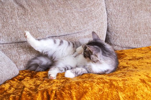 Grey cat washes on the couch close up