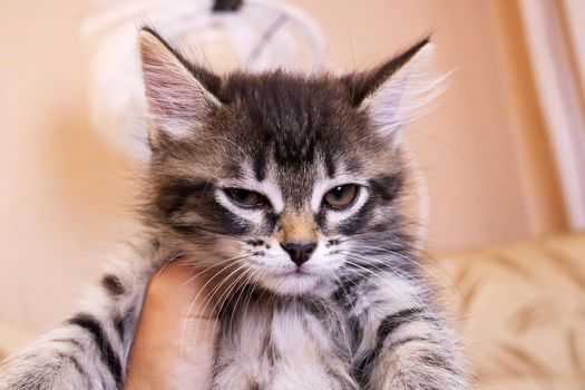 Gray kitten with a curious look close up