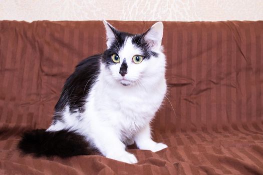 Black and white fluffy cat walks on the couch close up