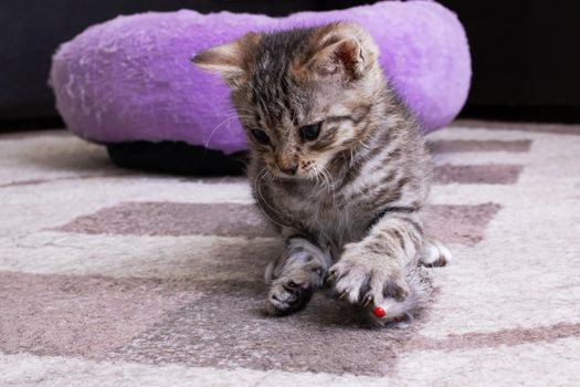 Little Grey Kitten Playing with Toy Mouse close up
