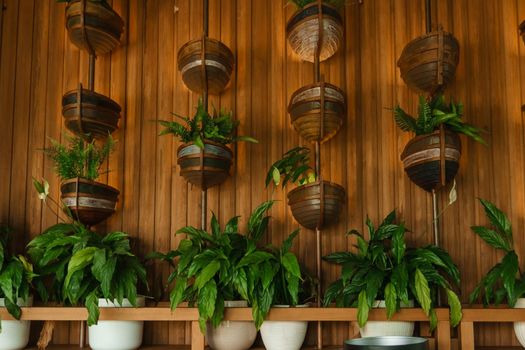 Cafe interior with elements of biophilic design. The concept of biophilia.
