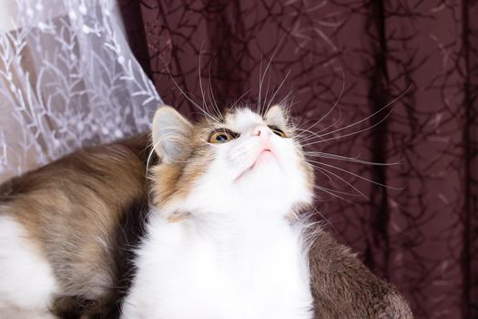 A small fluffy kitten smiles against a purple background close up