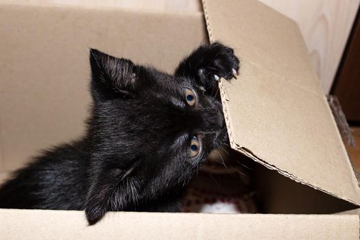 Little black kitten gnawing on a box close up