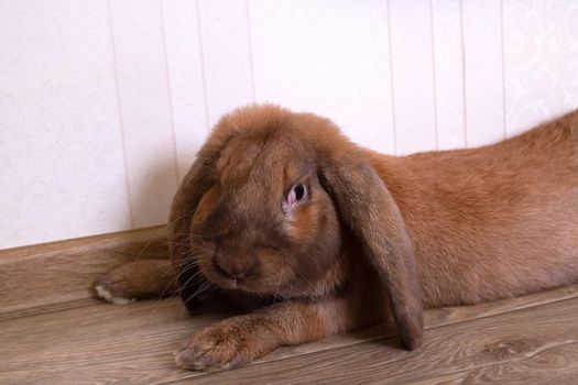Cute red house rabbit in the room close up