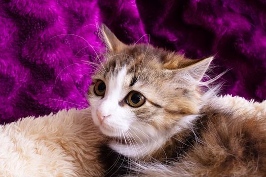 A little frightened kitten hid in home close up