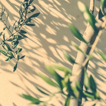 Mediterranean nature, botanical background and summertime concept - Olive garden in Greece