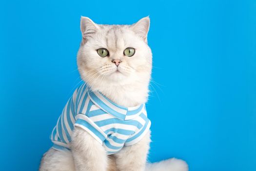 a cute white cat in striped clothes, sits on a blue background. Copy space