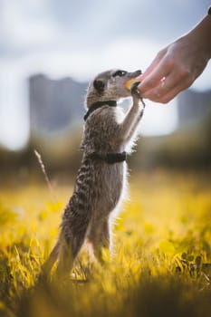 The meerkat or suricate, 1 years old walking outside on grass