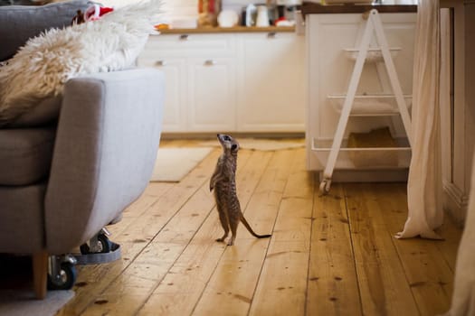 Domesticate meerkat or suricate, Suricata suricatta, at home