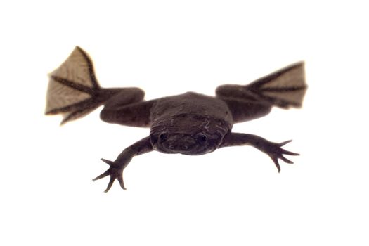 Carvalho's Surinam toad, Pipa carvalhoi, isolated on white background