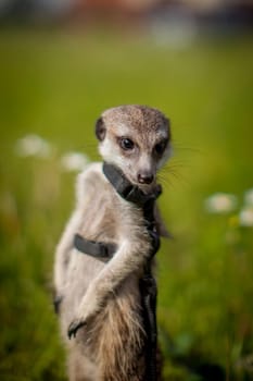 The meerkat or suricate, 1 years old walking outside on grass
