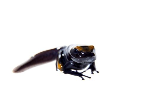 Peacock Dyeing Poison Dart Frogling, Dendrobates tinctorius Tumucumaque, isolated on white background.