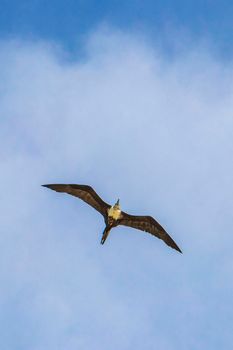 Fregat bird birds flock are flying around with blue sky clouds background in Playa del Carmen Quintana Roo Mexico.