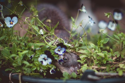 Giant african pouched rat or crycetomys gambianus in a garden with pansies