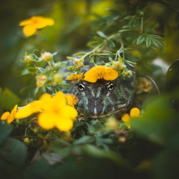 The Argentine horned frog, Ceratophrys ornata, with a flower bush