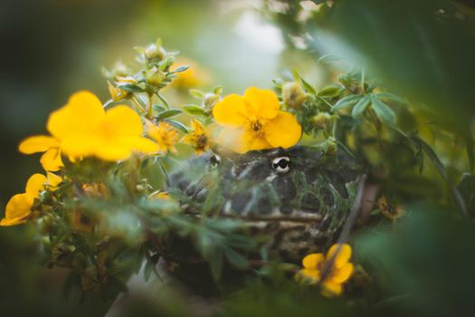 The Argentine horned frog, Ceratophrys ornata, with a flower bush