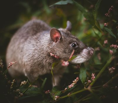 Giant african pouched rat or crycetomys gambianus in a garden with pansies