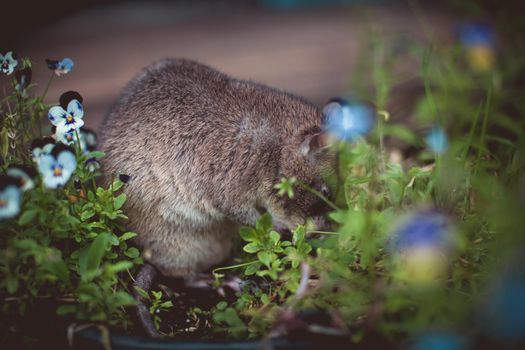 Giant african pouched rat or crycetomys gambianus in a garden with pansies