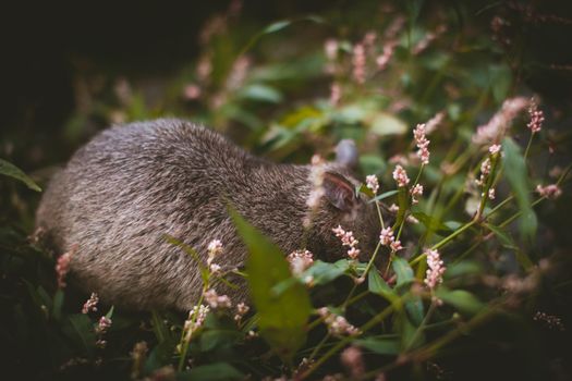 Giant african pouched rat or crycetomys gambianus in a garden with pansies