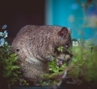 Giant african pouched rat or crycetomys gambianus in a garden with pansies