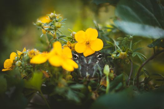 The Argentine horned frog, Ceratophrys ornata, with a flower bush