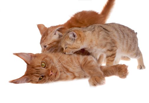 Red Maine Coon cat and Sand dune cat isolated on white background