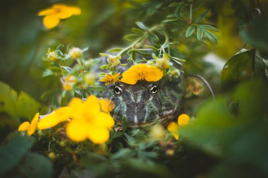 The Argentine horned frog, Ceratophrys ornata, with a flower bush