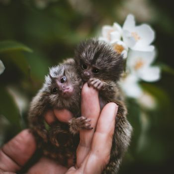 The new born common marmosets, Callithrix jacchus, on hand with philadelphus flower bush