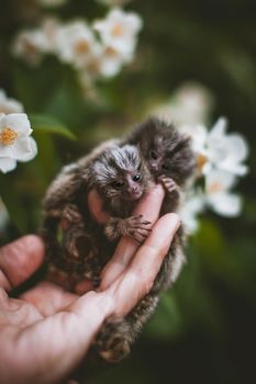 The new born common marmosets, Callithrix jacchus, on hand with philadelphus flower bush