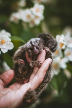 The new born common marmosets, Callithrix jacchus, on hand with philadelphus flower bush