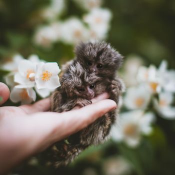 The new born common marmosets, Callithrix jacchus, on hand with philadelphus flower bush