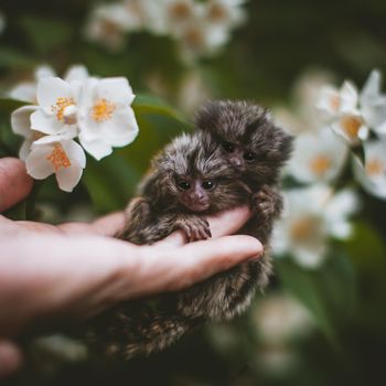 The new born common marmosets, Callithrix jacchus, on hand with philadelphus flower bush