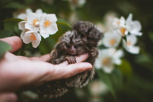 The new born common marmosets, Callithrix jacchus, on hand with philadelphus flower bush