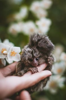 The new born common marmosets, Callithrix jacchus, on hand with philadelphus flower bush