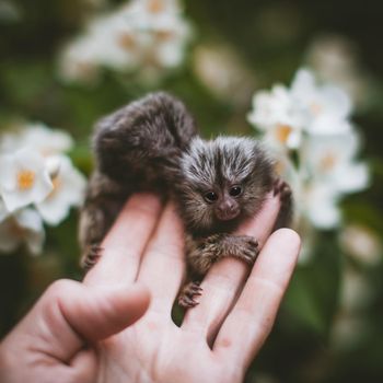 The new born common marmosets, Callithrix jacchus, on hand with philadelphus flower bush