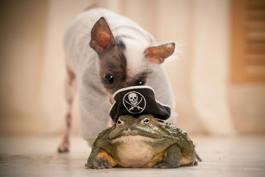 Ugly peruvian hairless and chihuahua mix dog with african bullfrog in a pirate hat