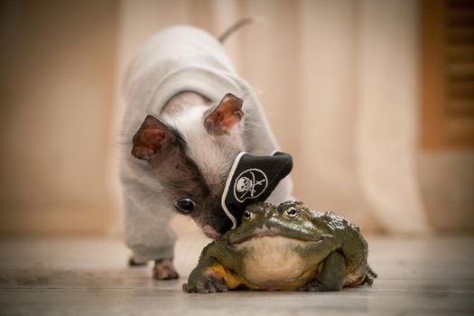 Ugly peruvian hairless and chihuahua mix dog with african bullfrog in a pirate hat