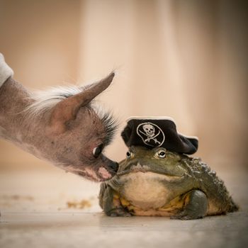 Ugly peruvian hairless and chihuahua mix dog with african bullfrog in a pirate hat