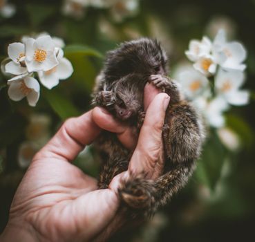 The new born common marmosets, Callithrix jacchus, on hand with philadelphus flower bush