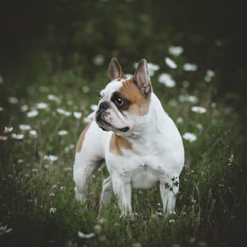 Amazing white French bulldog with spots sits in a meadow surrounded by white chamomile flowers