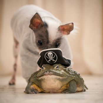 Ugly peruvian hairless and chihuahua mix dog with african bullfrog in a pirate hat